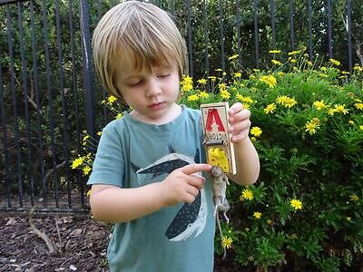 Columbus pest control